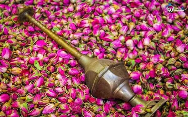 تصویر 2 از قیمت گل محمدی درجه یک + خرید باور نکردنی